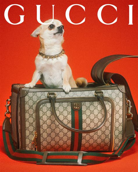 gucci ace dog|Gucci pet slang.